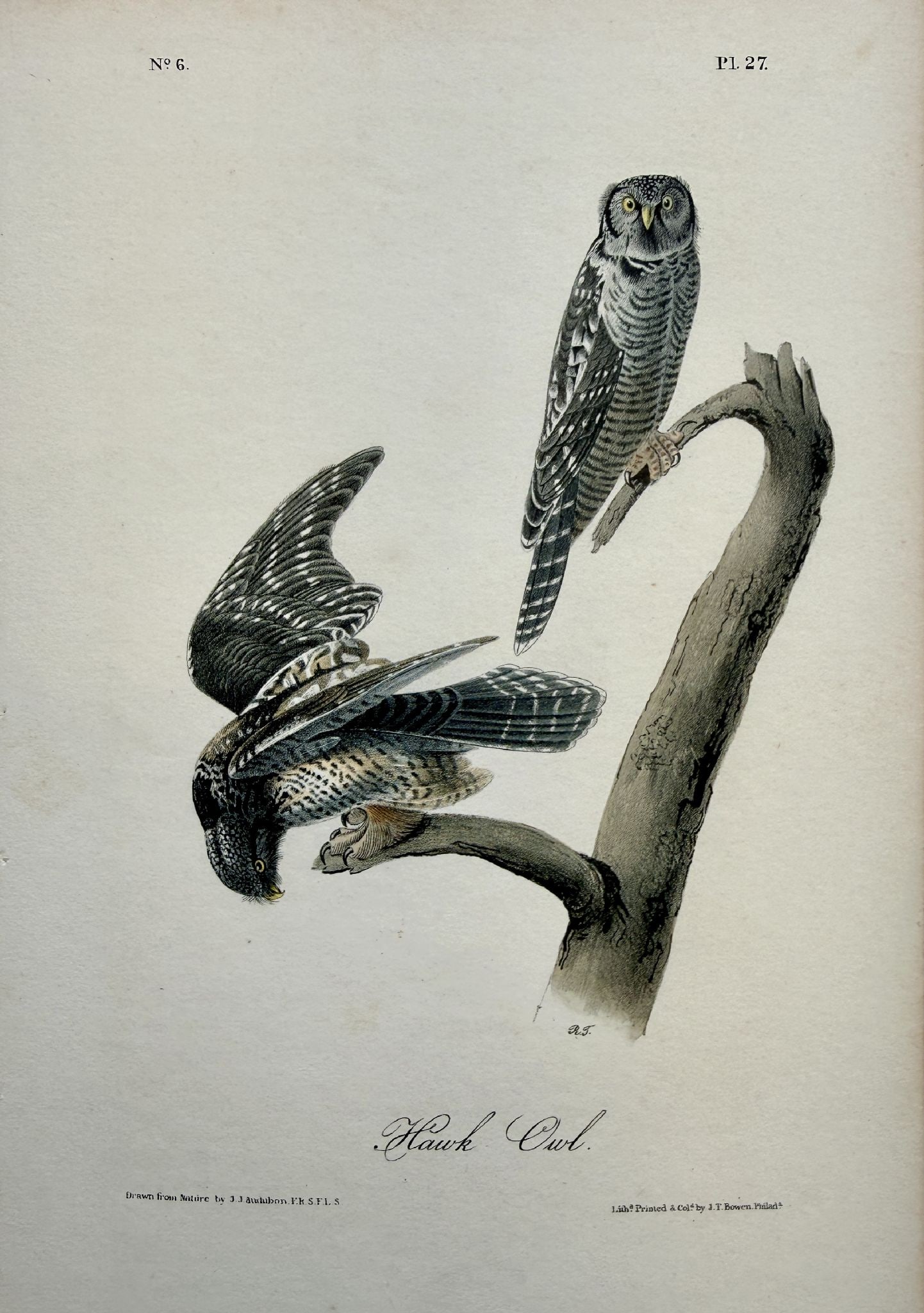 John James Audubon - Hawk owl: Artist: John James Audubon Title: Hawk owl Year: 1844-1864 Dimensions: 10 1/2 x 6 1/2 in. Edition: First octavo edition of Audubon's landmark work Publisher: Pu