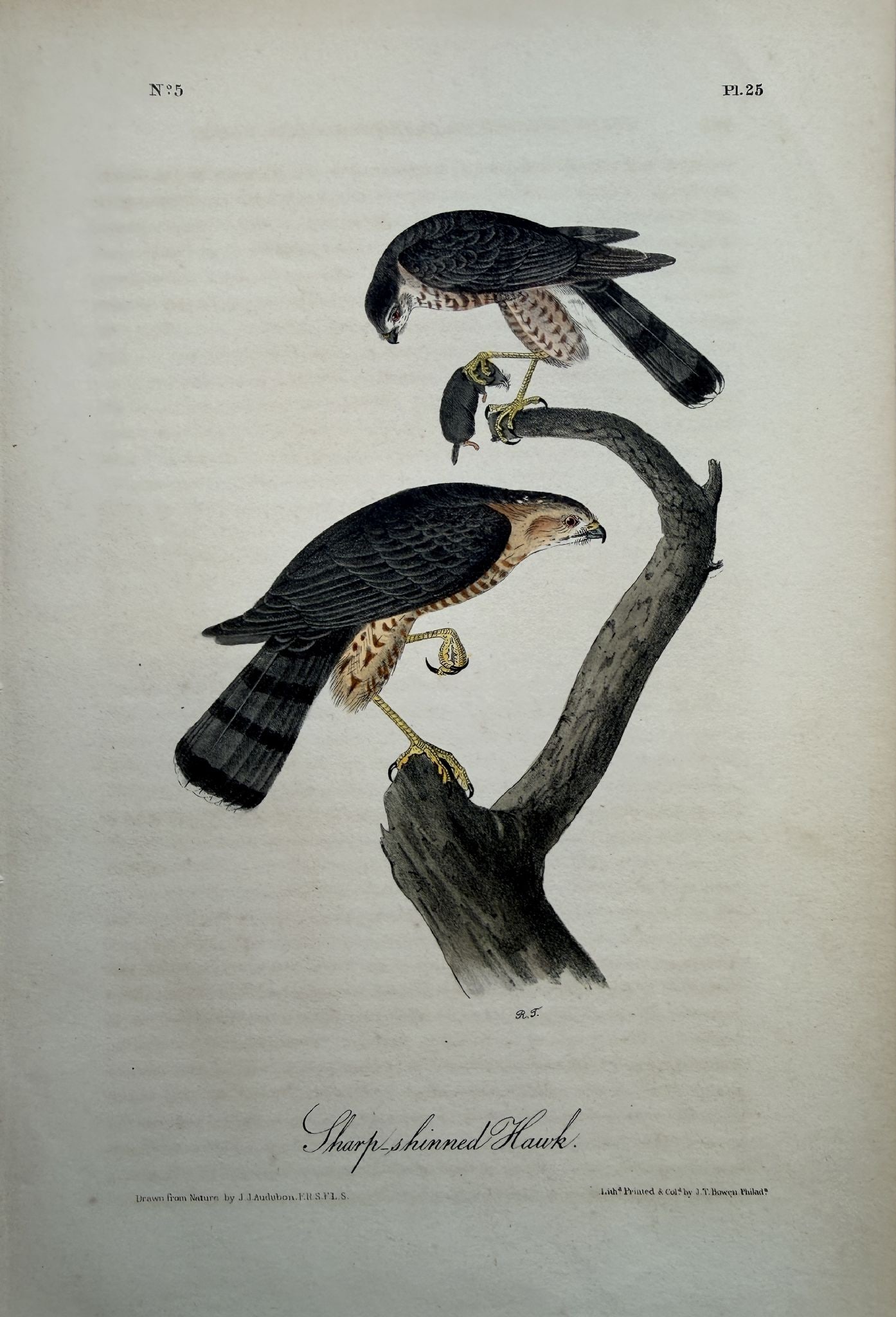 John James Audubon - Sharp-Shinned Hawk (1 of 1)