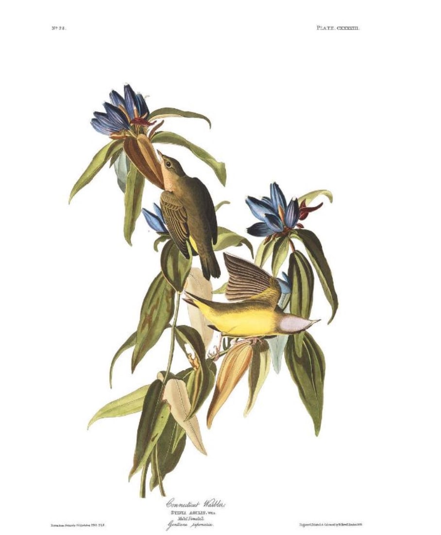 John James Audubon (After) - Connecticut Warbler: Artist: John James Audubon (After) Title: Connecticut Warbler Year: 1971 Dimensions: 39in. by 26in. Edition: From the Rare Limited Edition Suite: The Birds of America Medium: Color offset lithograph