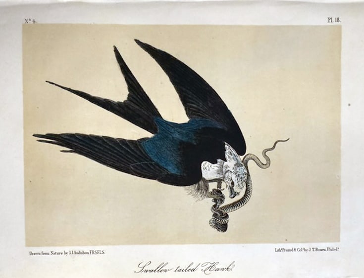 John James Audubon (After) - Swallow Tailed Hawk: Artist: John James Audubon (After) Title: Swallow Tailed Hawk Year: 1840 Dimensions: 6 1/2 x 10 1/4 in. Edition: From the Rare Limited Edition Medium: Color off