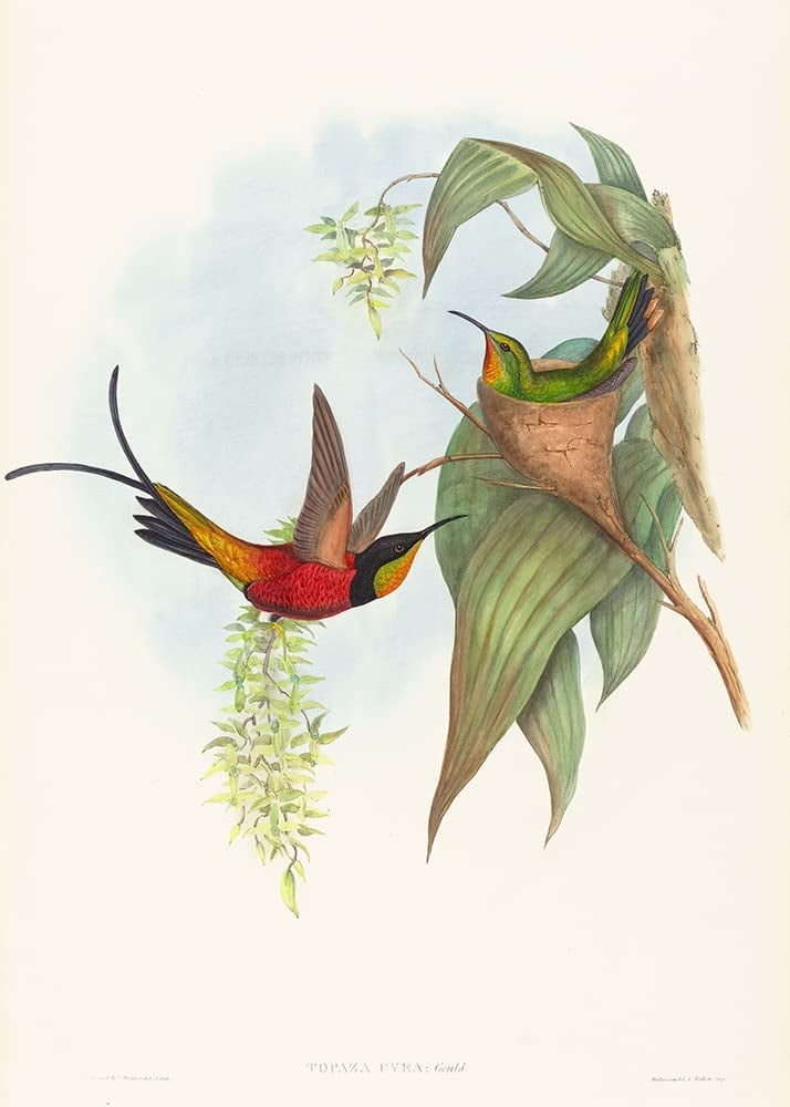 J. Gould - Topaza Pyra: Artist: J. Gould Title: Topaza Pyra Year: 1849-1861 Dimensions: 21 1/4 x 14 in. Edition: From the rare limited edition Publisher: Henry Sothern & Co. Suite: A Monograph of the Trochilidae or Family