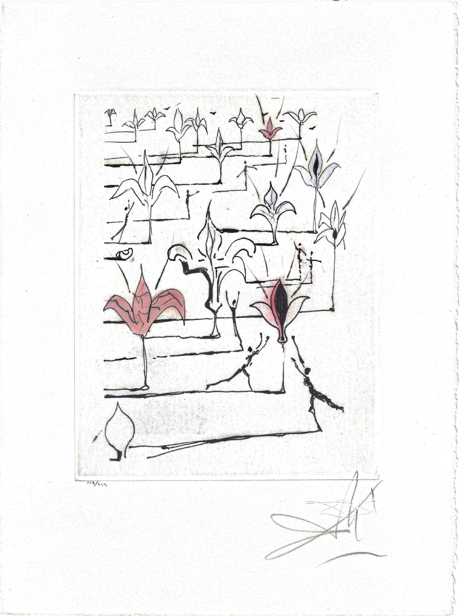 Salvador Dali - 100 Flowers: Artist: Salvador Dali Title: 100 Flowers Year: 1967 Dimensions: 15 x 11 1/8 in. Edition: 117 from the limited edition of 229 Publisher: Éditions Argillet, Paris Suite: ?mes de Mao-Tse-Toung Medium: