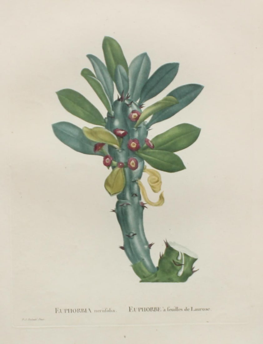 Pierre Joseph Redoute - Euphorbia neriifolia (1 of 1)