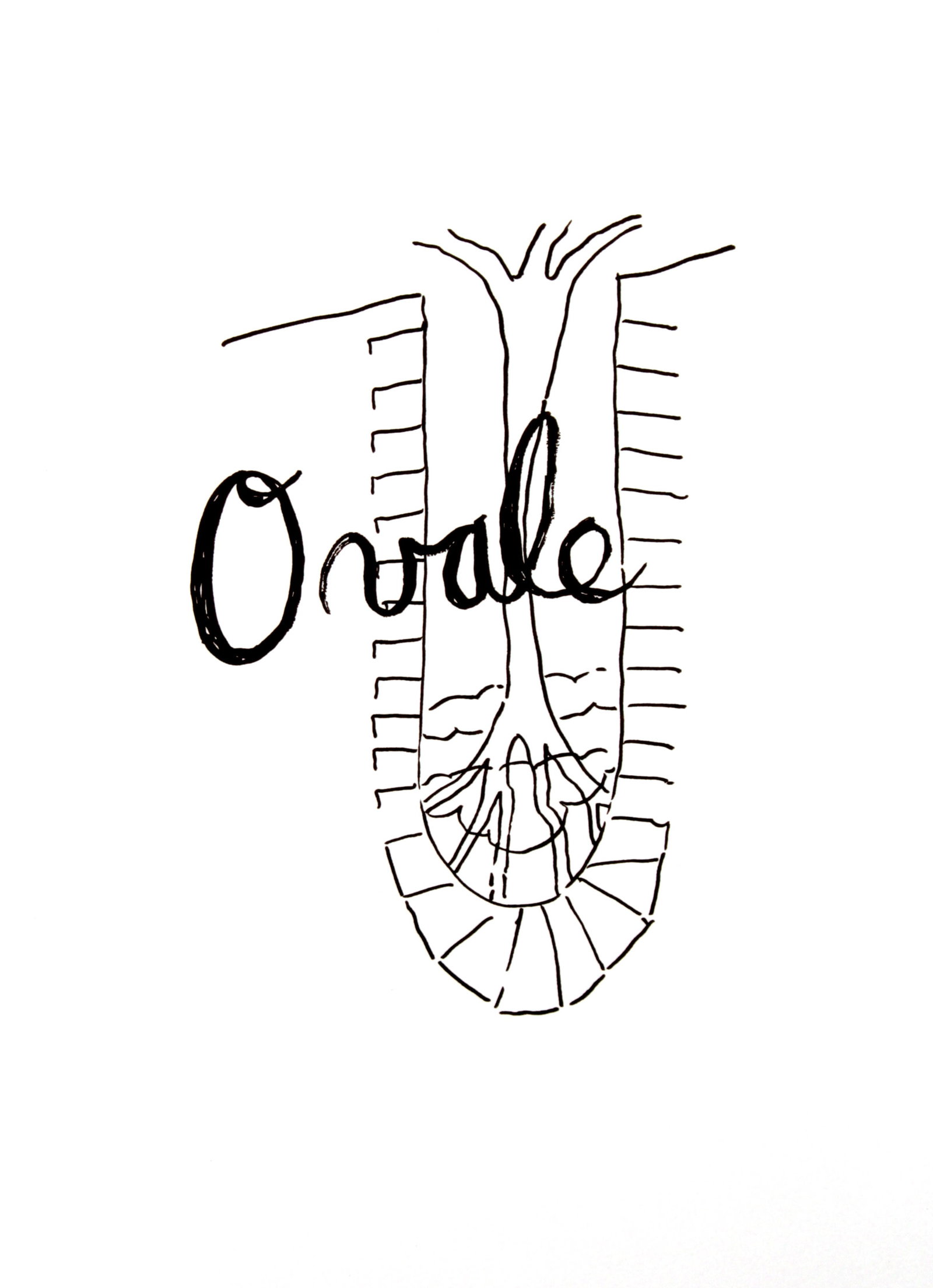 Man Ray - Ovale: Artist: Man Ray Title: Ovale Year: 1948 Dimensions: 15in. by 11.25in. Edition: From the limited edition of 150 Publisher: Editions Pierre Belfond Paris Suite: Alphabet pour Adultes Medium: Original