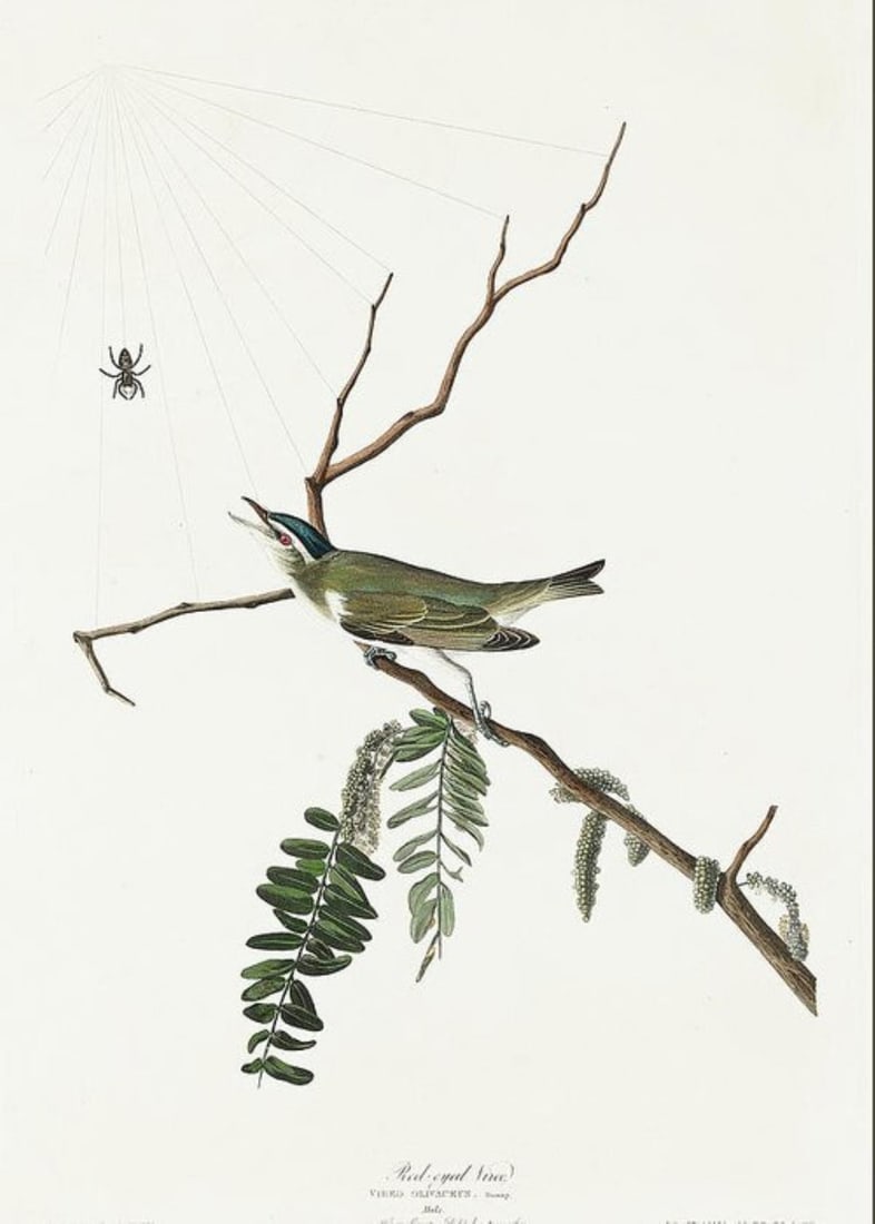 John James Audubon (After) - Red-eyed Vireo: Artist: John James Audubon (After) Title: Red-eyed Vireo Year: 1971 Dimensions: 39in. by 26in. Edition: From the Rare Limited Edition Suite: The Birds of Americ