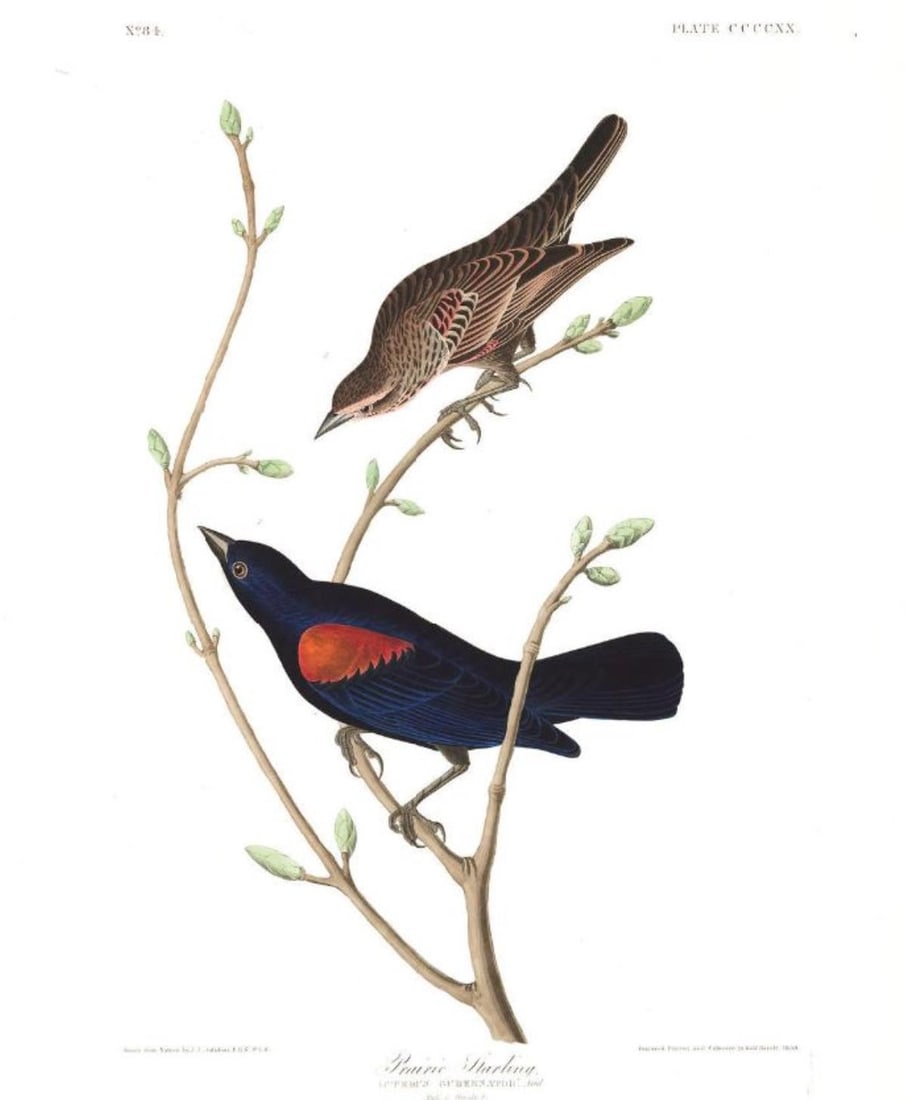 John James Audubon (After) - Prairie Starling: Artist: John James Audubon (After) Title: Prairie Starling Year: 1971 Dimensions: 39in. by 26in. Edition: From the Rare Limited Edition Suite: The Birds of America Medium: Color offset lithograph on