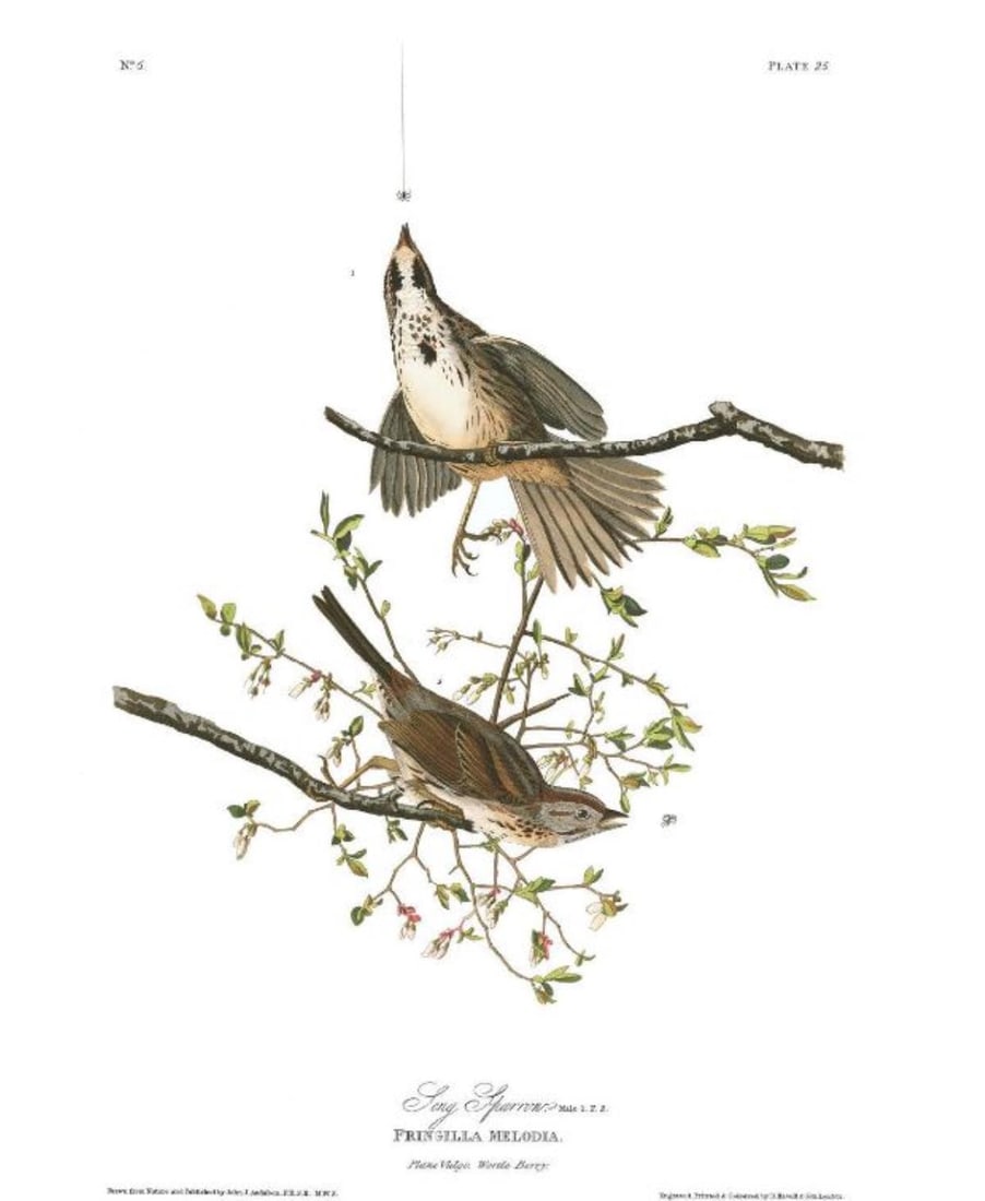 John James Audubon (After) - Song Sparrow (1 of 1)
