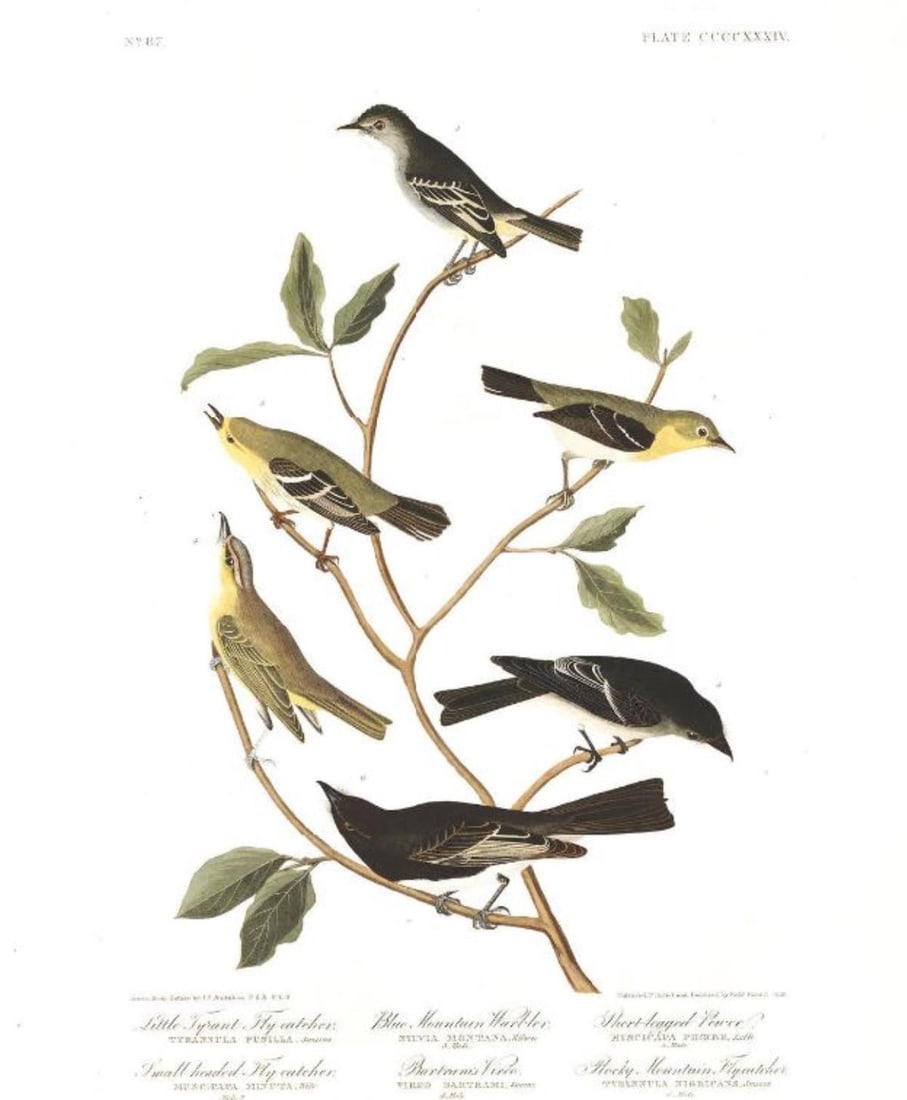 John James Audubon (After) - Little Tyrant Fly-catcher (1 of 1)