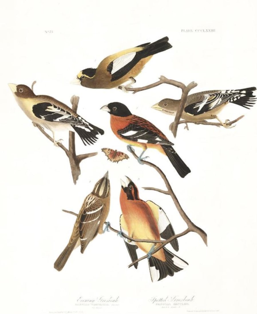 John James Audubon (After) - Evening Grosbeak: Artist: John James Audubon (After) Title: Evening Grosbeak Year: 1971 Dimensions: 39in. by 26in. Edition: From the Rare Limited Edition Suite: The Birds of America Medium: Color offset lithograph on