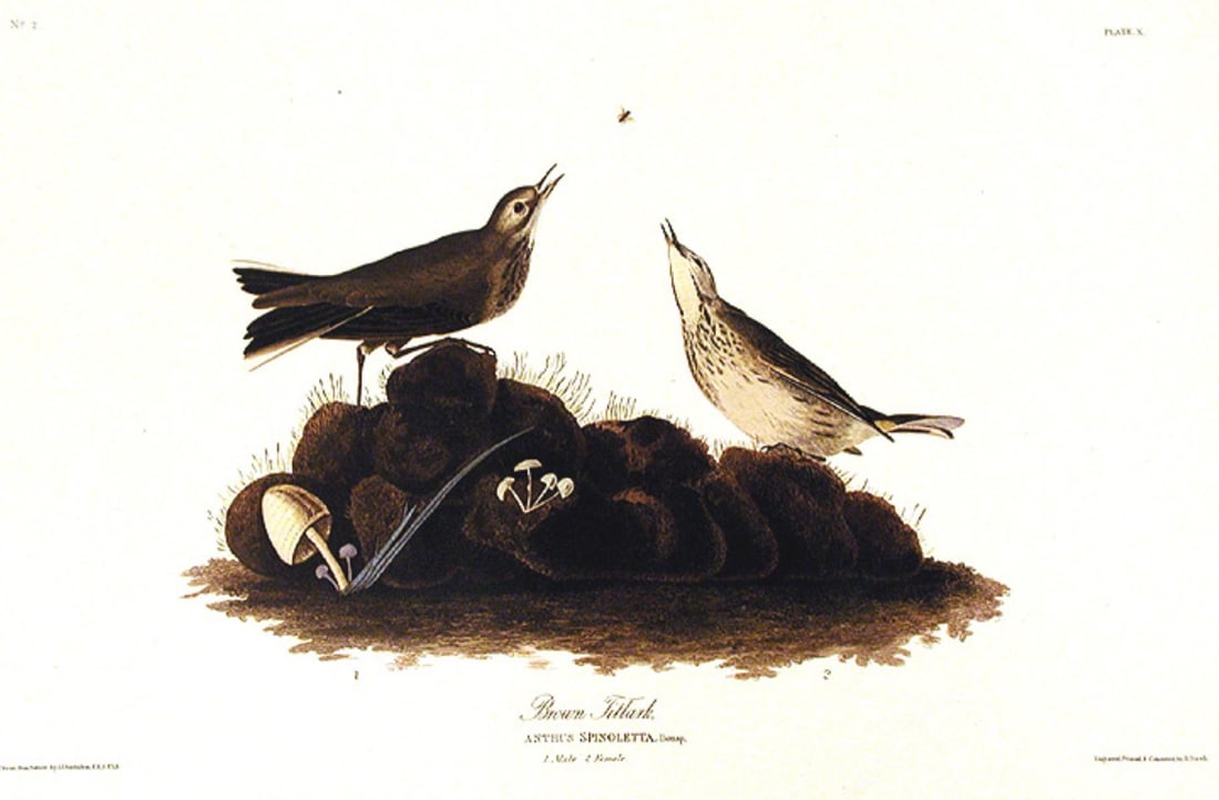 John James Audubon (After) - Brown Titlark: Artist: John James Audubon (After) Title: Brown Titlark Year: 1971 Dimensions: 39in. by 26in. Edition: From the Rare Limited Edition Suite: The Birds of America Medium: Color offset lithograph on