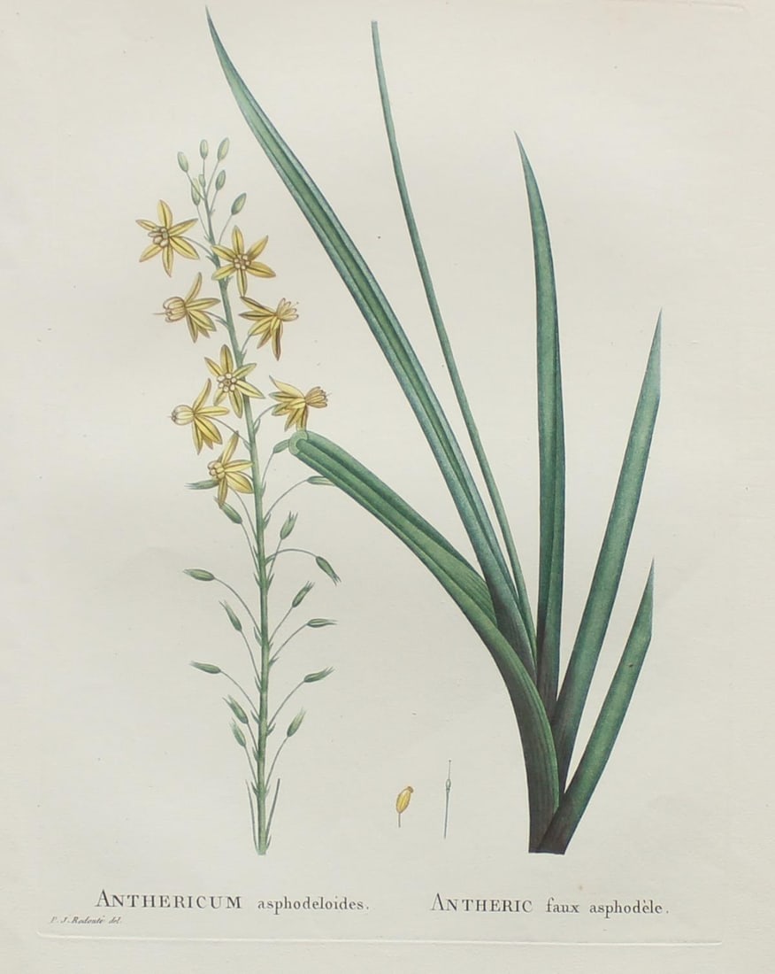 Pierre Joseph Redoute - Anthericum A: Artist: Pierre Joseph Redoute Title: Anthericum A Year: 1837 Dimensions: 10.25in. by 13.25in. Edition: From the rare limited edition Suite: Plantarum Succulentarum Historia Medium: Hand colored