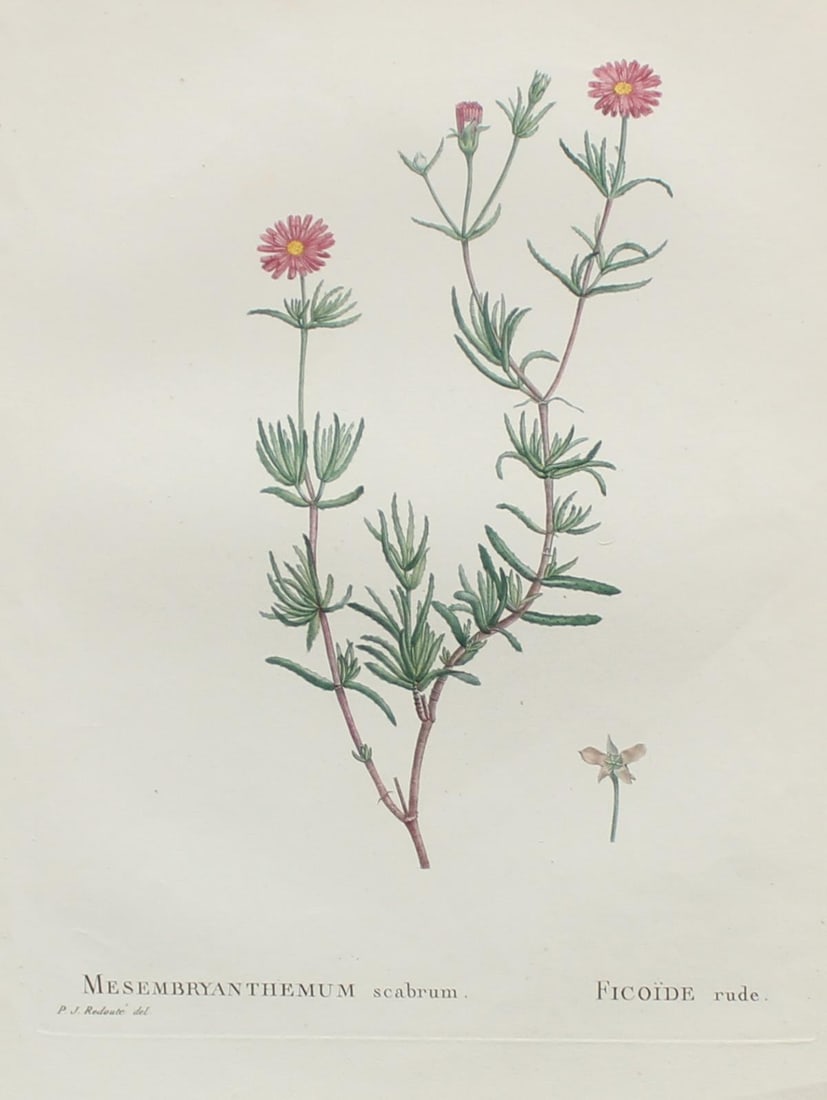 Pierre Joseph Redoute - Mesembryanthemum scabrum: Artist: Pierre Joseph Redoute Title: Mesembryanthemum scabrum Year: 1837 Dimensions: 10.25in. by 13.25in. Edition: From the rare limited edition Suite: Plantarum Succulentarum Historia Medium: Hand