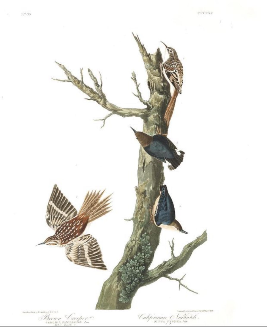 John James Audubon (After) - Brown Creeper: Artist: John James Audubon (After) Title: Brown Creeper Year: 1971 Dimensions: 39in. by 26in. Edition: From the Rare Limited Edition Suite: The Birds of America