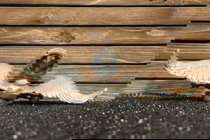 1920 Boyce Motometer with Wings