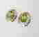 item-111681094=2