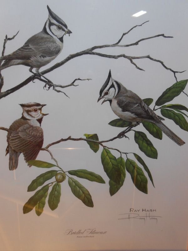 RAY HARM SIGNED ART: Lot of (2) Artist:Ray Harm Medium: signed pencil lithographs, double matted and framed. Name: "Mountain Chickadee" and "Bridled Titmouse". Size: Framed 17" x 20", exposed 14-1/2" x 11-1/2".