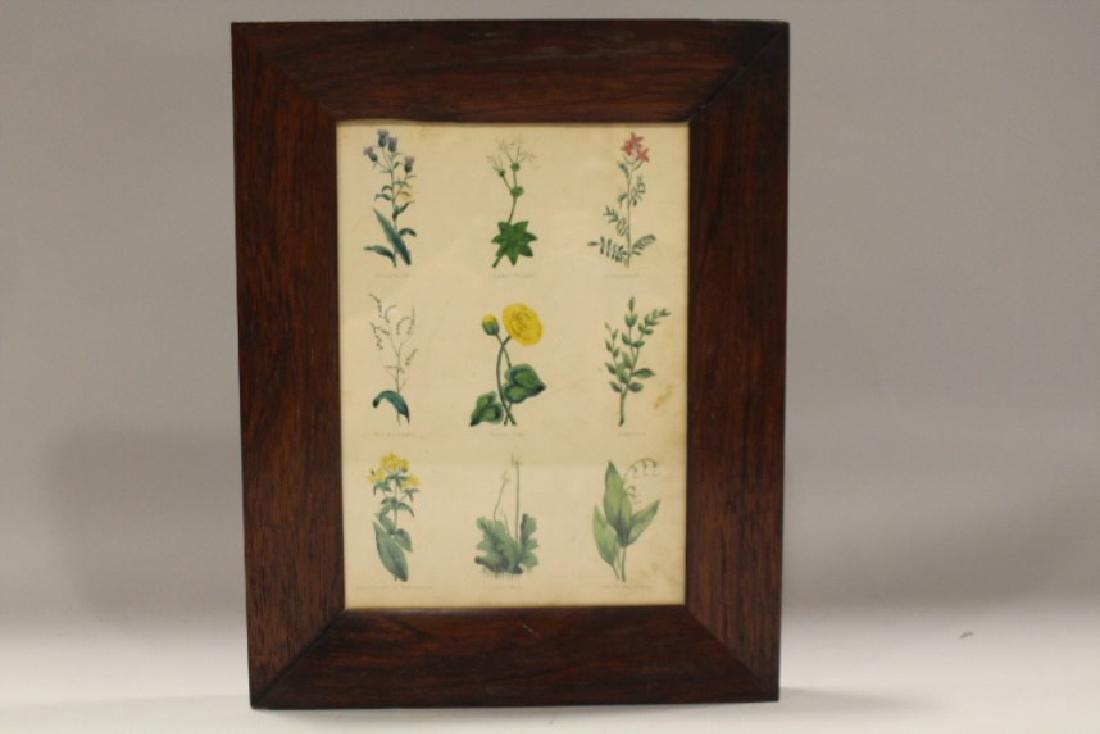 Thomas Kelly Botanical Book Plate Dated 1835 (1 of 1)