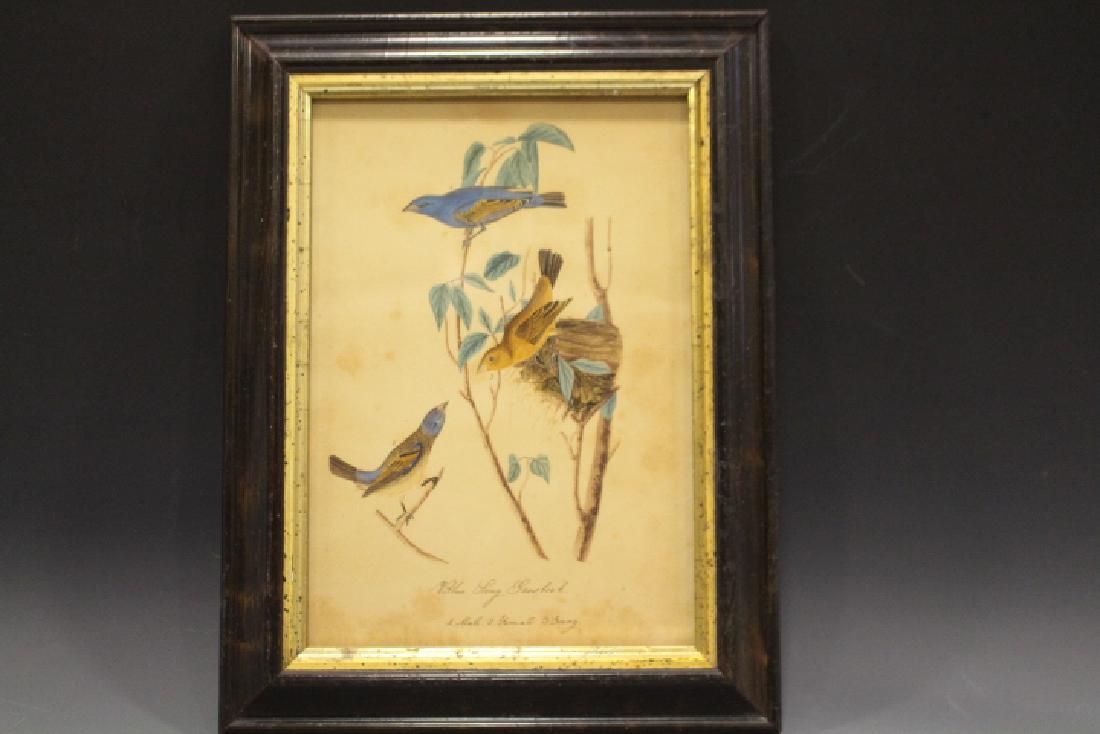 1848 Watercolor of Blue Song Grosbeak Birds (1 of 4)