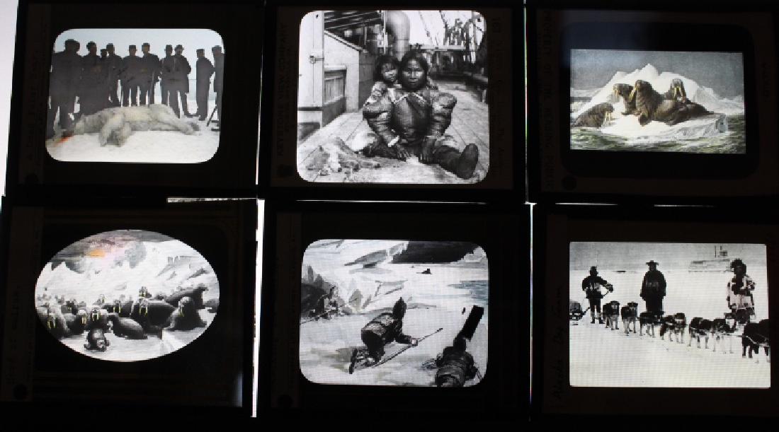 21 Lantern Slides - Artic animals (1 of 1)
