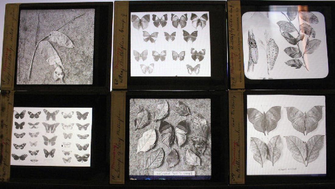 18 Lantern Slides - Butterflies & Moths (1 of 1)
