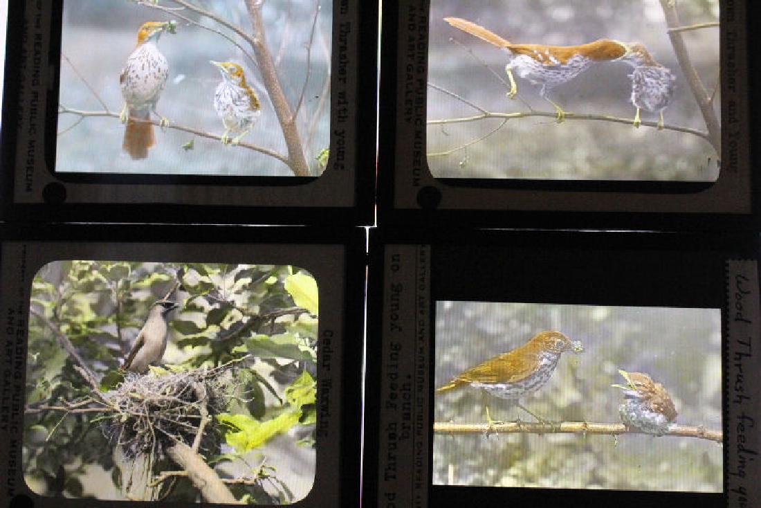 22 Lantern Slides - Birds (1 of 1)