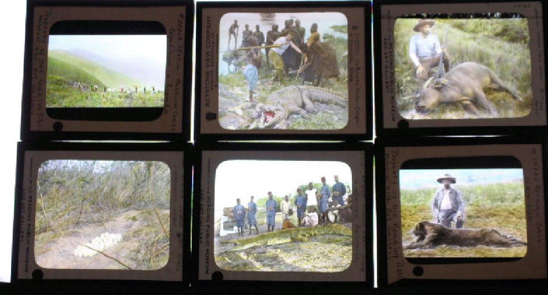 15 Lantern Slides - African Congo Animals (1 of 1)
