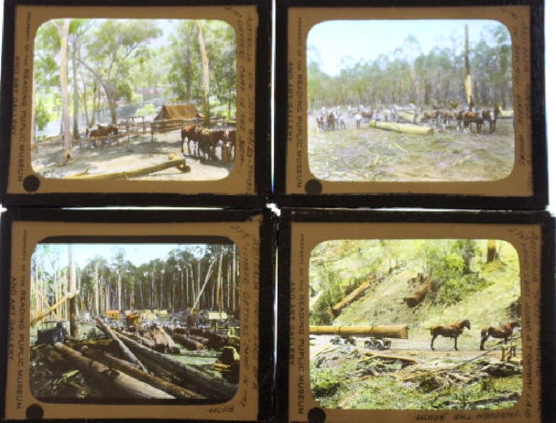 14 Lantern Slides - Australia Logging Industry (1 of 1)