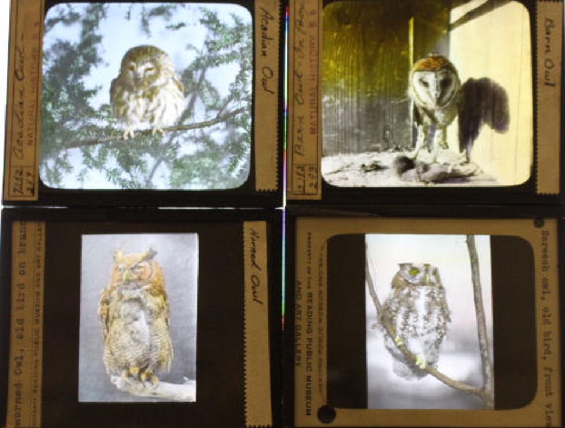 12 Lantern Slides - Owls (1 of 1)