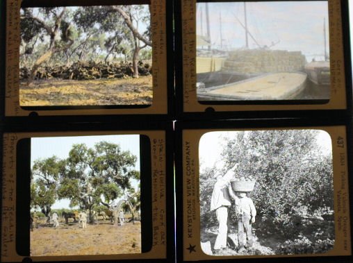 17 Lantern Slides - Spain Cork Industry (1 of 1)