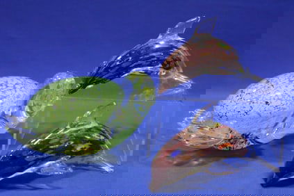 Murano Art Glass Turtle & Dolphins