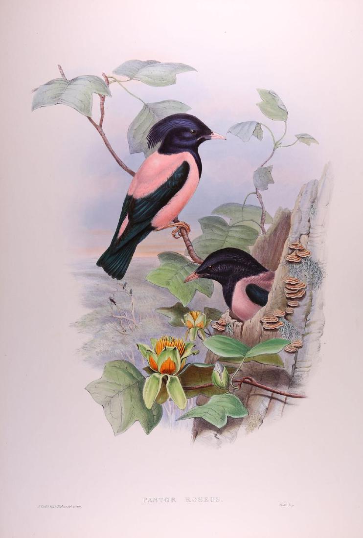 Gould (John) & Richter (H. C.) Collection of plates: Gould (John) & Richter (H. C.) Collection of plates from The Birds of Great Britain, including: Chaulelasmus Strepera; Aegialitis Minor; Machetes Pugnax; Limosa Melanura; Bernicla Leucopsis; Fratercul