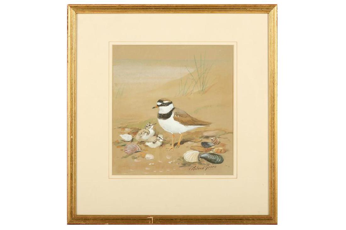 ARR Green (Roland, 1890-1972) Kentish Plover and Young, (1 of 2)