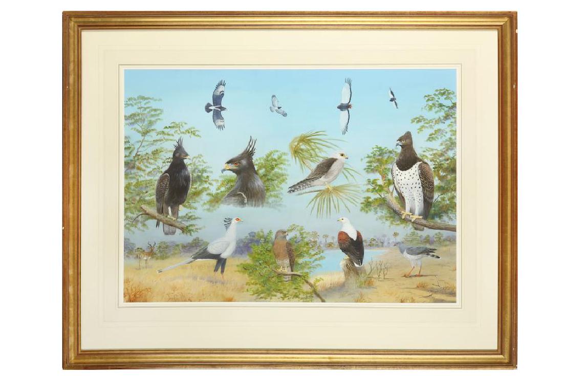 ARR Robjent (Richard) Birds of Prey Study in an African (1 of 2)