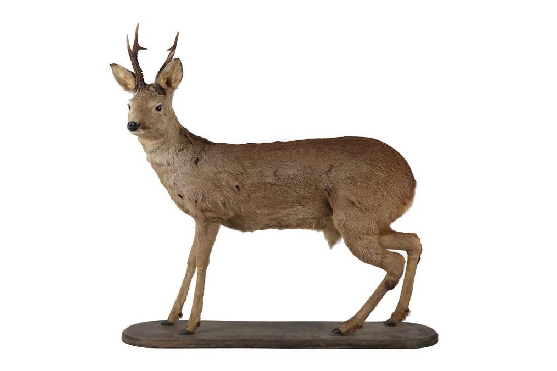 A taxidermy roe deer, with antlers, on a wooden base,: A taxidermy roe deer, with antlers, on a wooden base, 960 mm (long) x 1200 mm (high), n.d. Notes: 20th Century Objects
