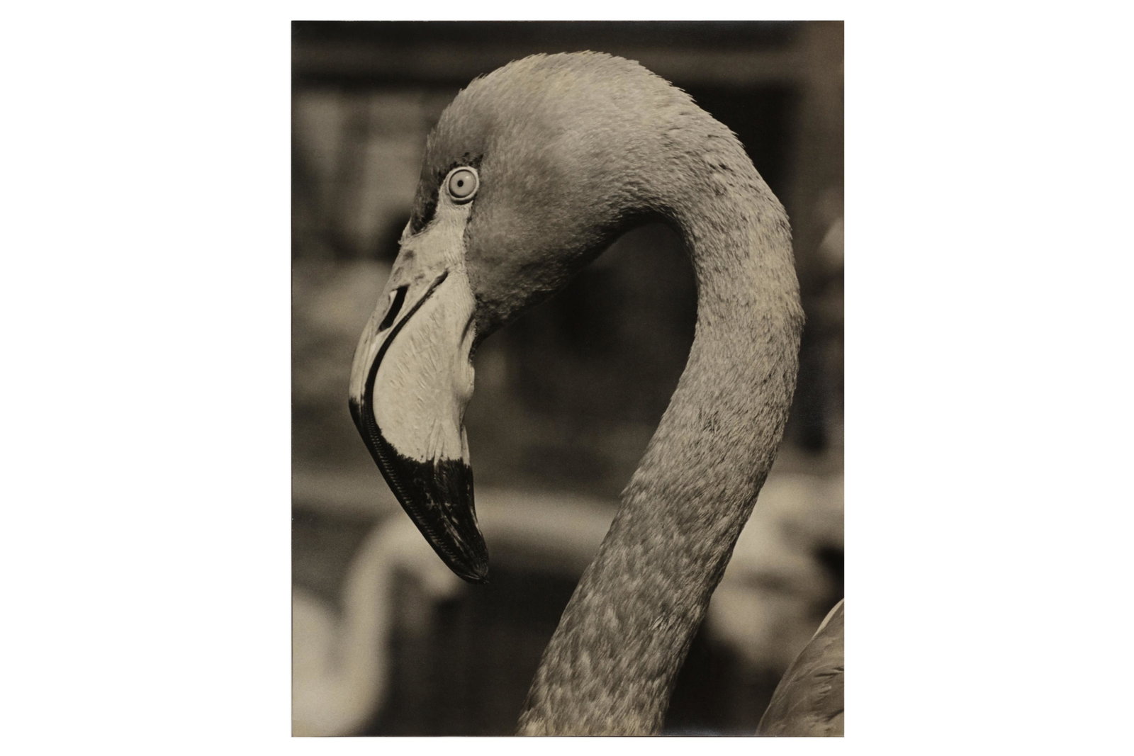London Zoo birds, c.1960s: London Zoo birds, c.1960s SELECTION OF IMAGES OF BIRDS, London Zoo, c.1960, printed for the 44th Scottish salon of Photography (1960). Silver gelatin prints (3), image size, 480 x 375mm, one example m