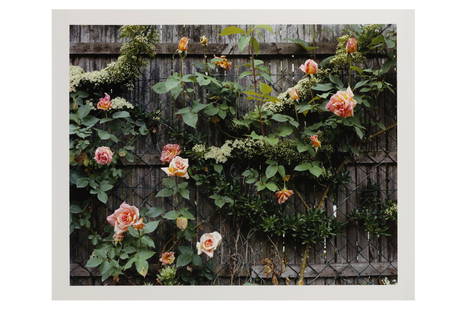 Stephen Shore b.1947: Stephen Shore b.1947 GIVERNY 19, ROSES, from The Giverny Portfolio, 2002. C print, image size, 510 x 410mm, signed, dated, titled and numbered in ink verso, printed on Fujicolor Crystal Archive paper.