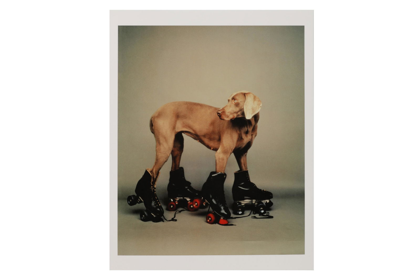 William Wegman b.1943: William Wegman b.1943 ROLLER ROVER, 1987. Giclee with archival inks, Innova Fibraprint Warm Cotton Gloss, image size, 355 x 280mm, numbered certificate of authenticity included.