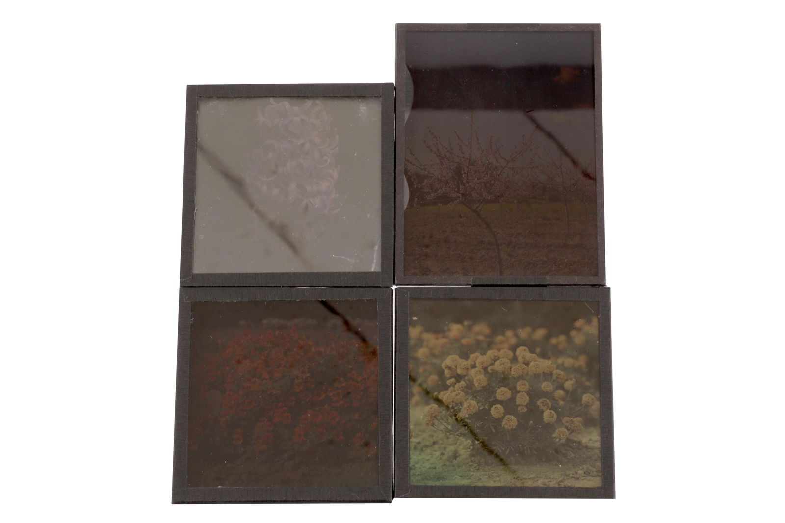 A Group of Autochrome Plates (1 of 2)