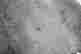 item-113855058=5