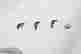 item-123168162=4