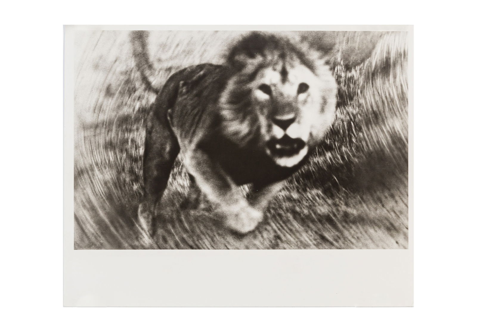 Peter Beard (1938-2020): Peter Beard (1938-2020) LOLIONDO LION CHARGE, 1964. Silver gelatin print, printed 1977, image size 205 x 253mm, signed, dated 'Nov 77', and annotated 'I.C.P.' by the photographer in pencil verso. Over