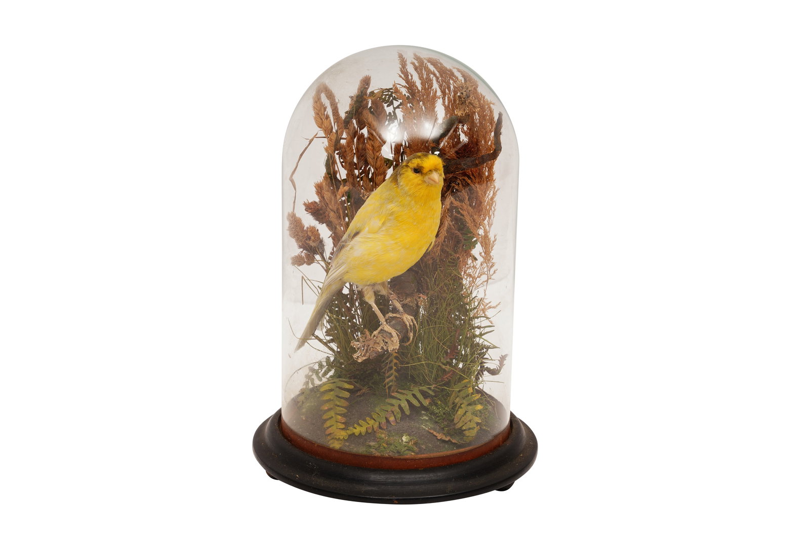 A VICTORIAN TAXIDERMY CANARY, ATTRIBUTED TO THOMAS EDWARD GUNN (1844-1923) OF NORWICH (1 of 3)