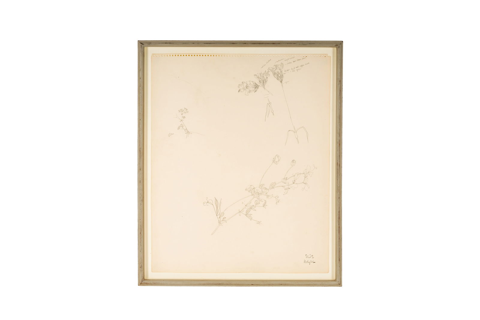 ELIOT HODGKIN (BRITISH, 1905-1987), PLANT STUDY,: ELIOT HODGKIN (BRITISH, 1905-1987), PLANT STUDY, annotated pencil on paper sketch, artist's stamp signature lower right, mounted, framed and under glass Dimension: 45cm x 37cm overall