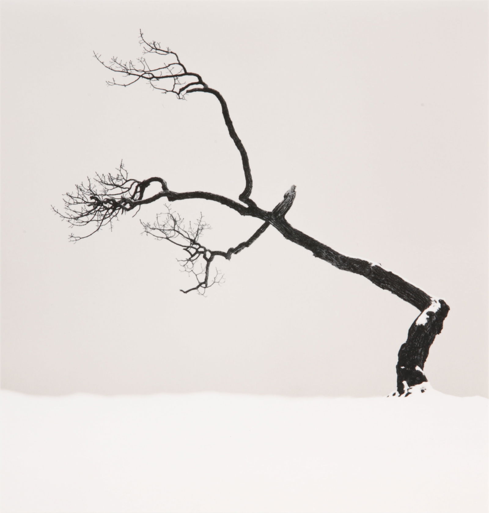 § Michael Kenna (b.1953): Michael Kenna (b.1953) KUSSHARO LAKE TREE STUDY 6, KOTAN, HOKKAIDO, JAPAN, 2007. Silver gelatin print, printed 2013, flush-mounted to board, image size 20.5 x 19.5cm, mount size 50.5 x 41cm, signed, d