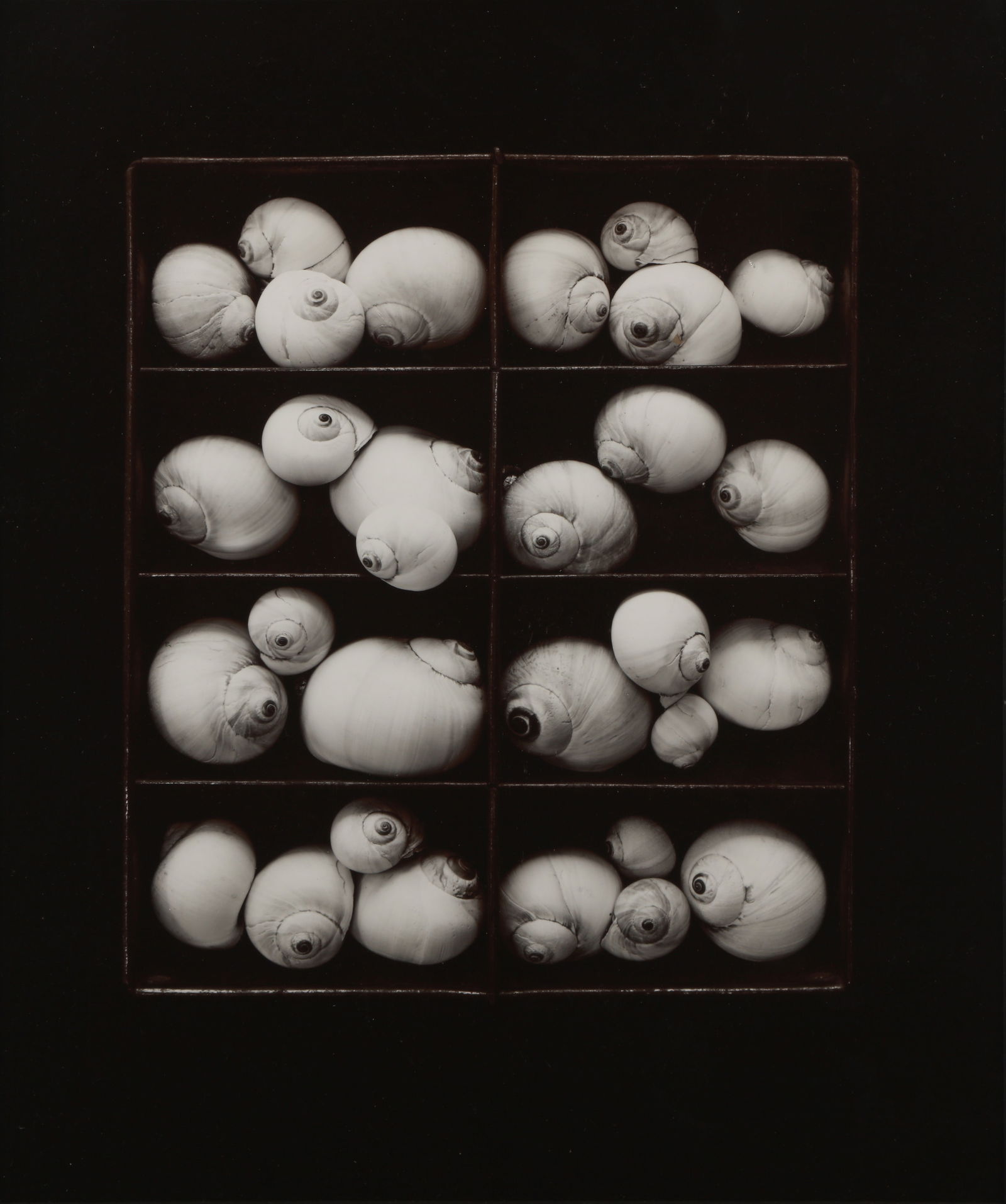 Olivia Parker (b.1941): Olivia Parker (b.1941) MOONSNAILS & CRAB, 1976-1978. A pair of toned vintage prints comprising: Moonsnails, 1978, printed 1981, image size 32.5 x 27.5cm, sheet size 35.5 x 28cm, signed, titled, dated,