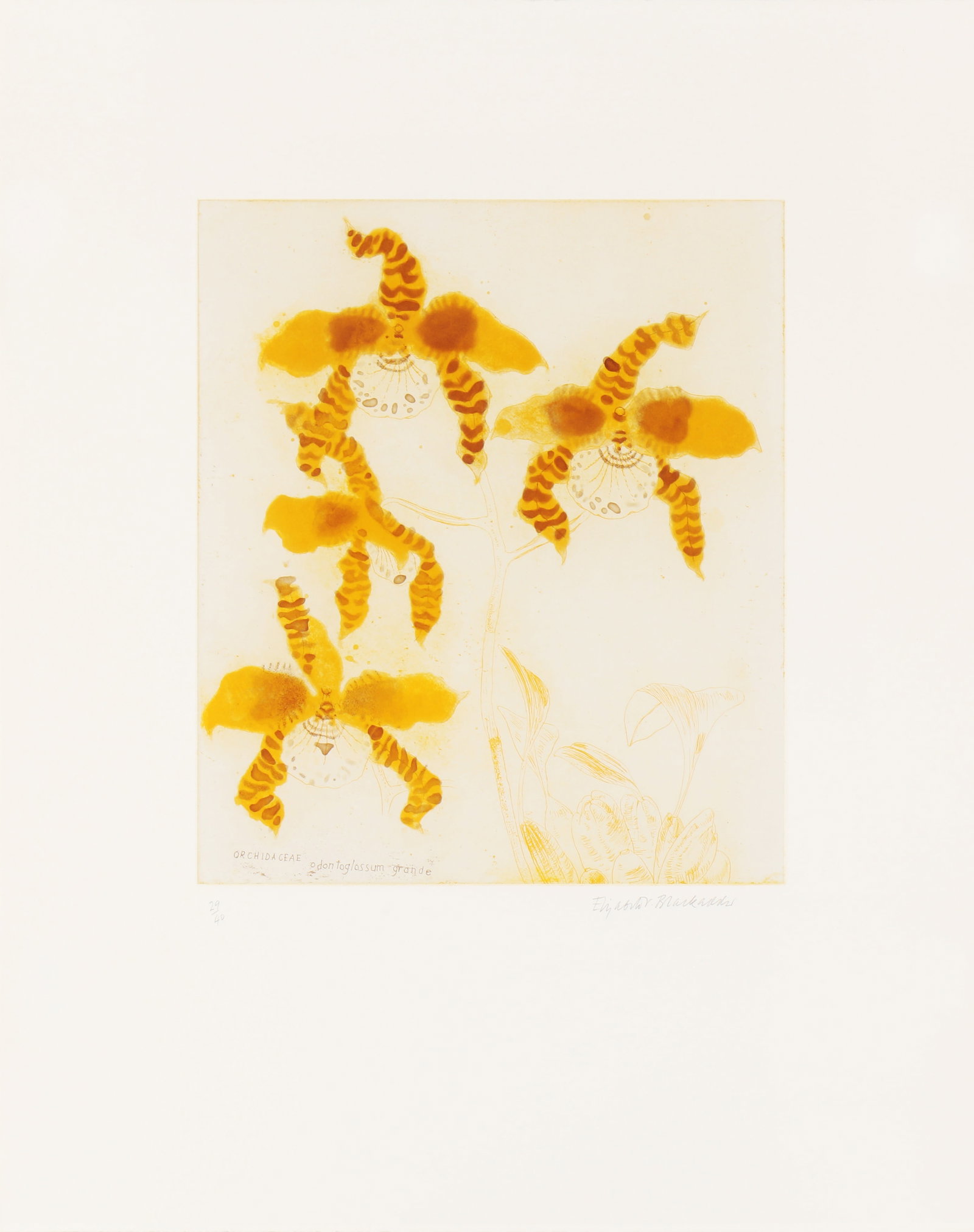 Dame Elizabeth Blackadder R.A. (British, b.1931) Orchidaceae Odontoglossum Grande: 1993 signed and numbered 29/40 in pencil etching with aquatint in colours on wove published by Glasgow Print Studio framed ARRDimensions: plate 35 x 30cm