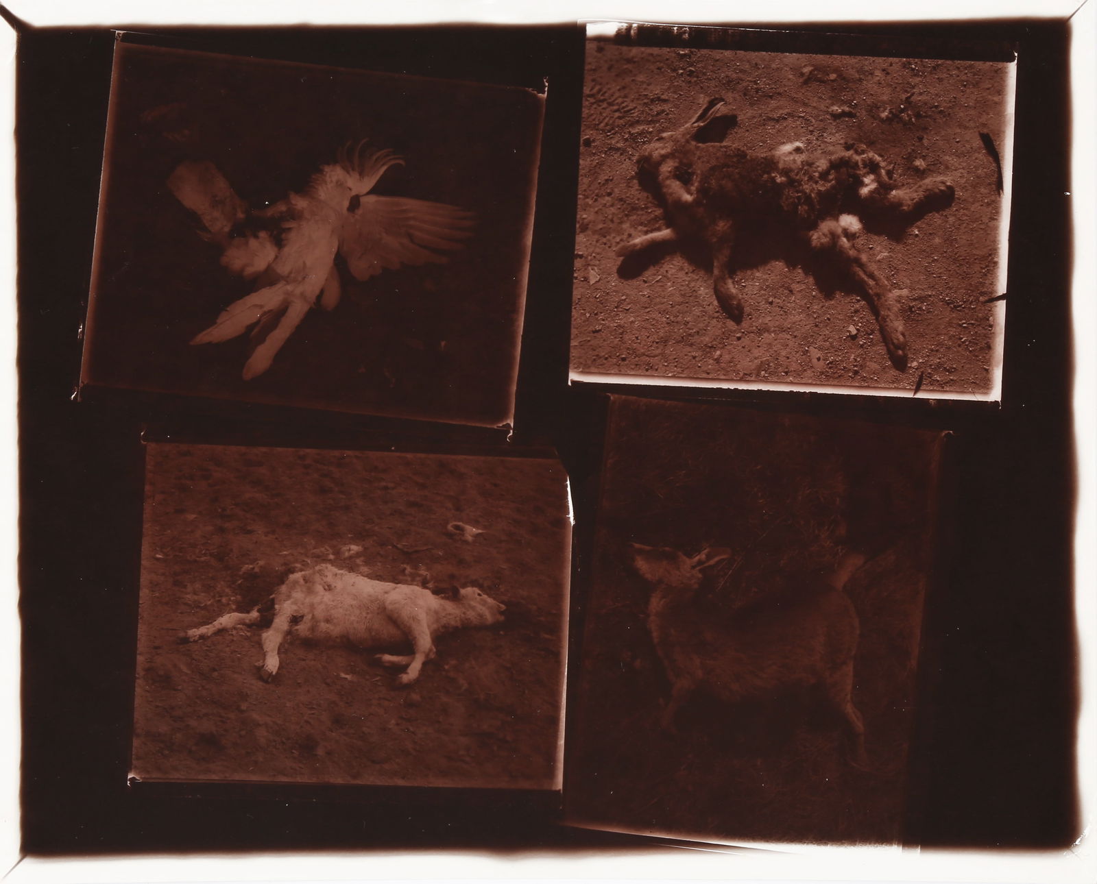 § David Bailey (b.1938) Australia, 1983 - 11