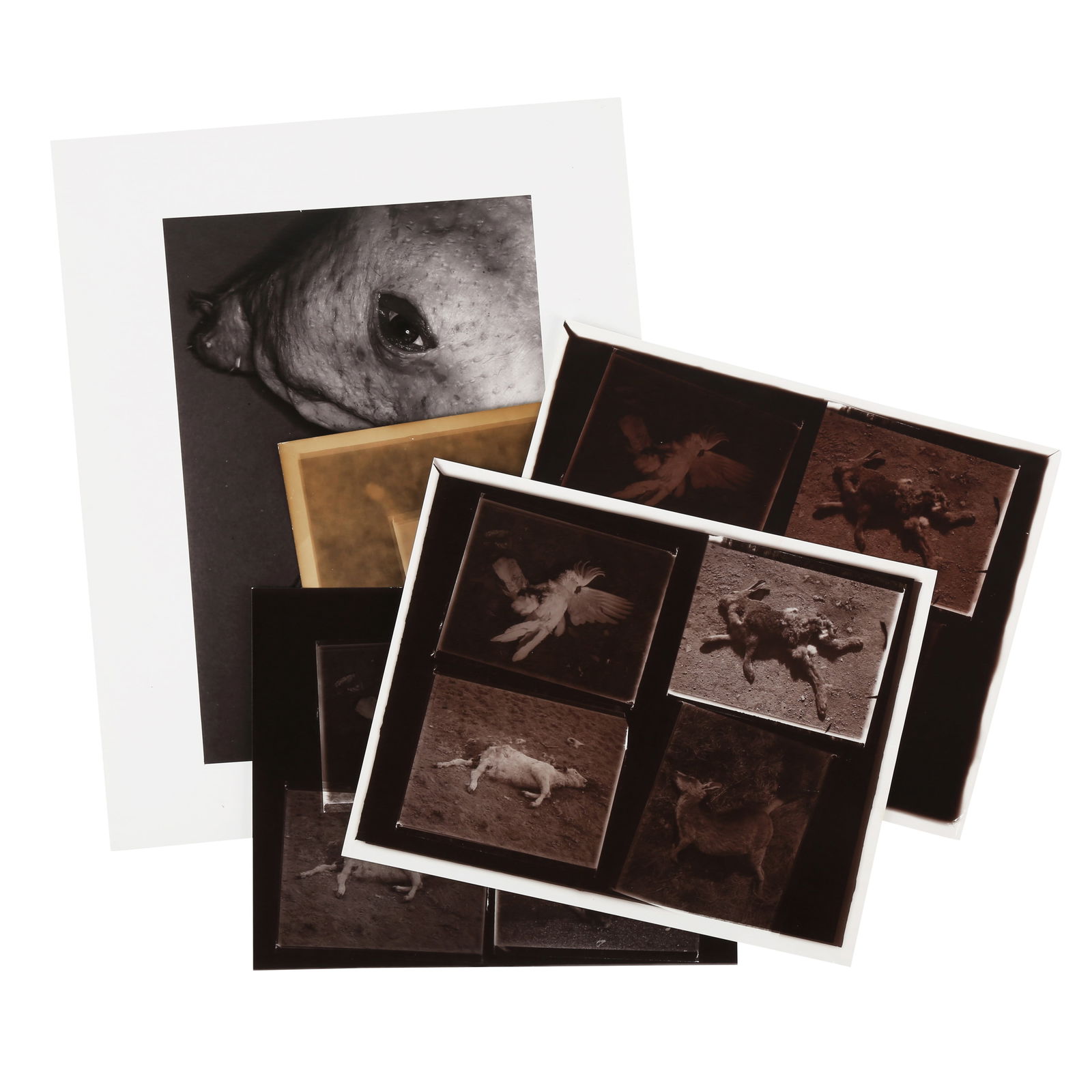 § David Bailey (b.1938) Australia, 1983 (1 of 12)