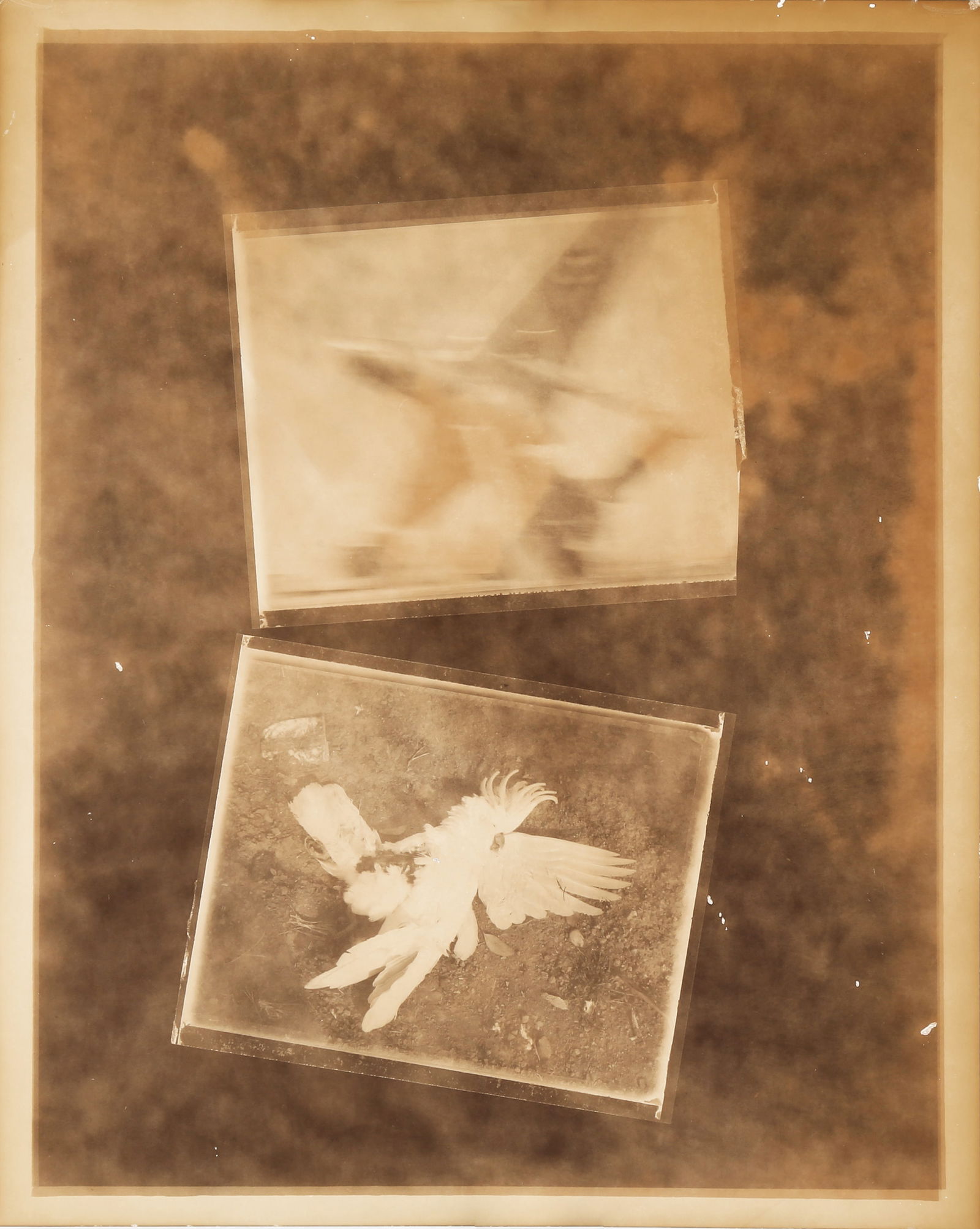 § David Bailey (b.1938) Australia, 1983 - 2