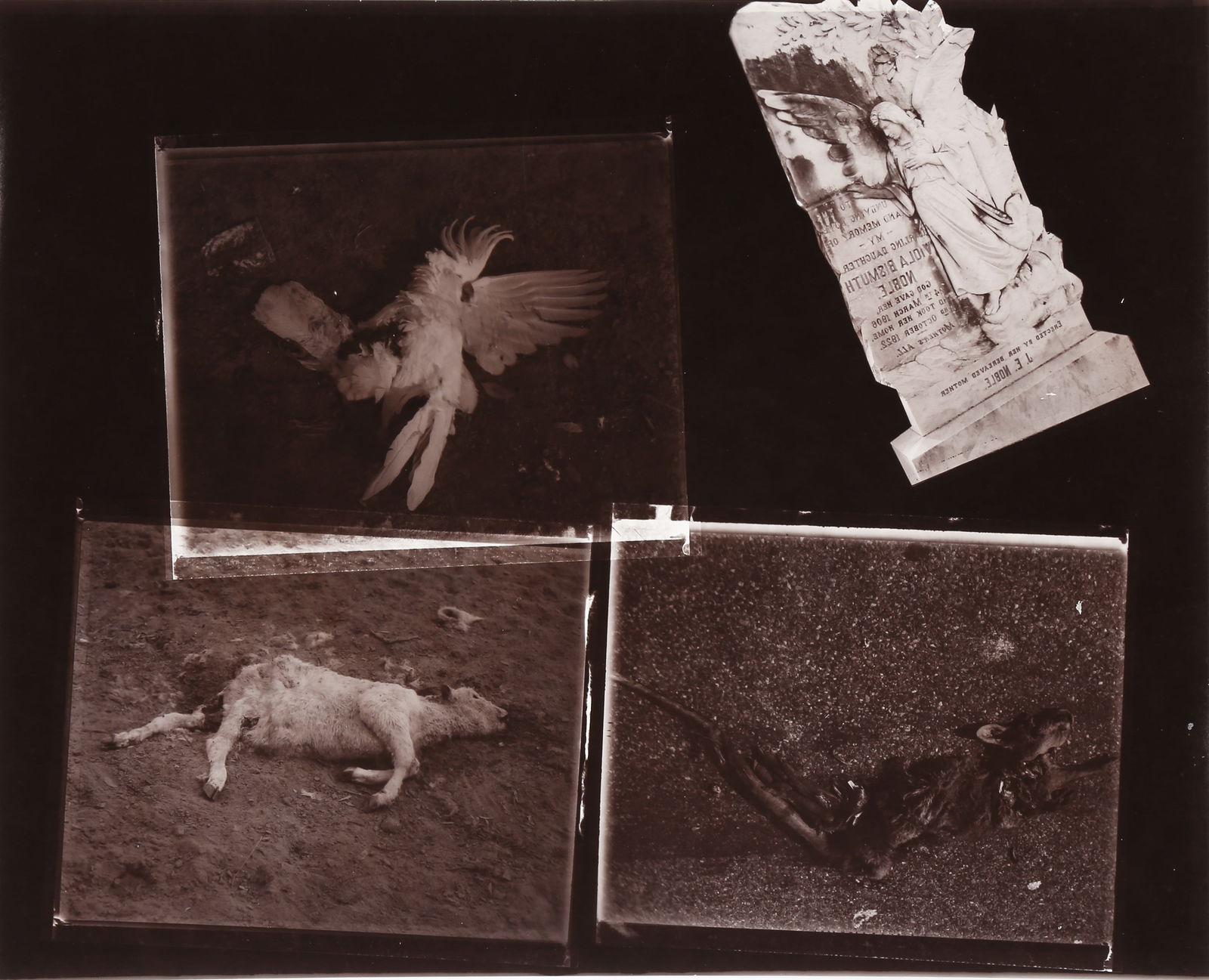 § David Bailey (b.1938) Australia, 1983 - 4